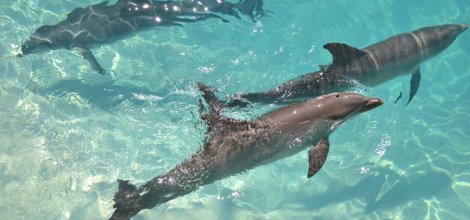 Caribbean-Indulgence-in-Cancun-3